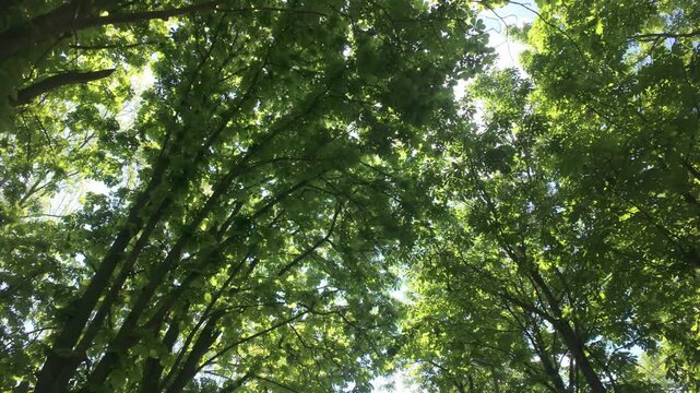 Camera moving backward: Bright sun shining through the lush green foliage of horse chestnut trees, low angle view of beautiful summer canopy in park. Walking under crowns of European horsechestnut