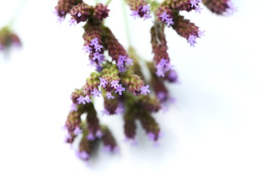 Brazilian vervain flowers.  Verbenaceae perennial native to South America. It grows along riverbanks and roadsides, producing small, pale purple flowers in the summer.