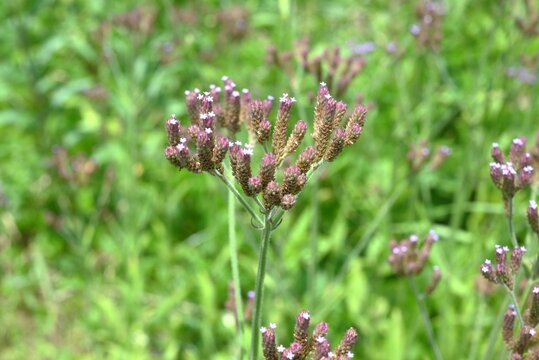 Brazilian vervain flowers.  Verbenaceae perennial native to South America. It grows along riverbanks and roadsides, producing small, pale purple flowers in the summer.