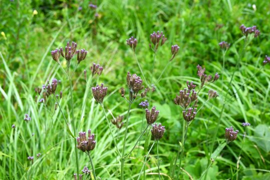 Brazilian vervain flowers.  Verbenaceae perennial native to South America. It grows along riverbanks and roadsides, producing small, pale purple flowers in the summer.