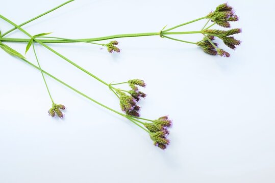 Brazilian vervain flowers.  Verbenaceae perennial native to South America. It grows along riverbanks and roadsides, producing small, pale purple flowers in the summer.