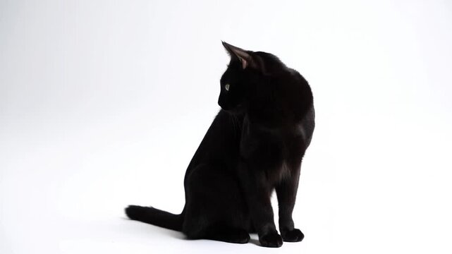 Slow motion black cat turning head while sitting on white studio floor against seamless white backdrop
