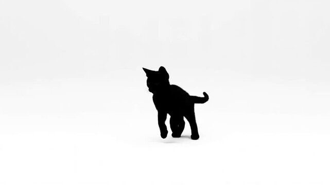 Static shot black cat walking and leaping across seamless white studio background showing silhouette movement and shadow play