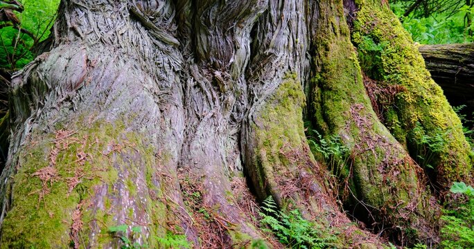 Radies Tree, Massive Big Cedar Gnarly Trunk.  Ancient Forest Chunt'oh Whudujut Provincial Park Protected Area, Cariboo Mountains British Columbia Canada