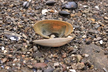 Open Clam Shell Resting on Pebble and Gravel Beach Shoreline © Samuel