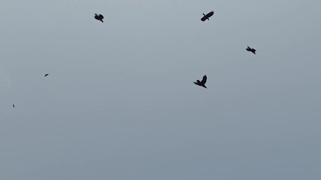 Black crows flying in overcast sky, silhouette of birds soaring through gray clouds, moody avian flight against gloomy winter background