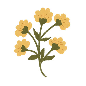 yellow flower isolated on white background