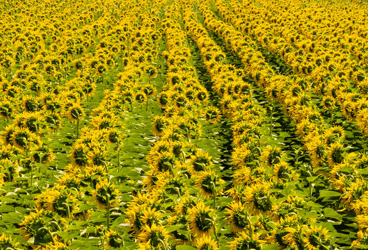 A vast field of sunflowers (Helianthus annuus) planted in distinct, organized rows. Abundant Yellow Sunflower Field Agriculture and Farming Background