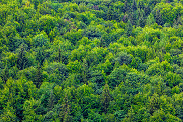 A dense canopy of a mixed forest, showcasing a variety of vibrant green foliage. Aerial view of a green mixed forest composed of deciduous and coniferous trees © sebi_2569