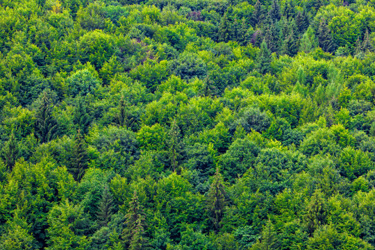 A dense canopy of a mixed forest, showcasing a variety of vibrant green foliage. Aerial view of a green mixed forest composed of deciduous and coniferous trees