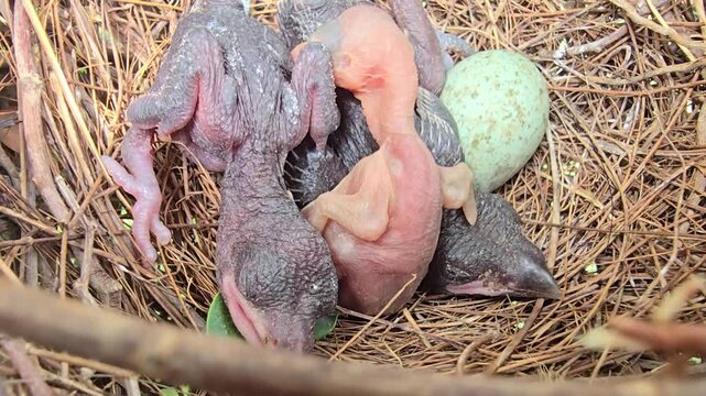 Newborn baby house crow birds in nest with unhatched egg, tiny featherless hatchlings in straw birdhouse, fragile wild bird life cycle and reproduction