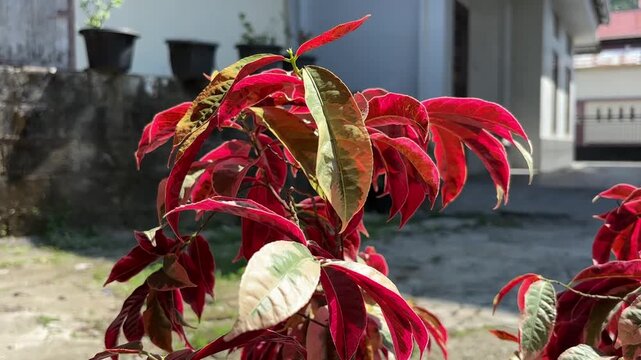 Exotic maroon-leaved variegated ornamental plant in a bright home garden with a gentle breeze.