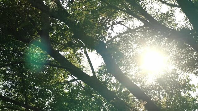 逆光の太陽光が葉っぱの間から差し込む夏の自然風景