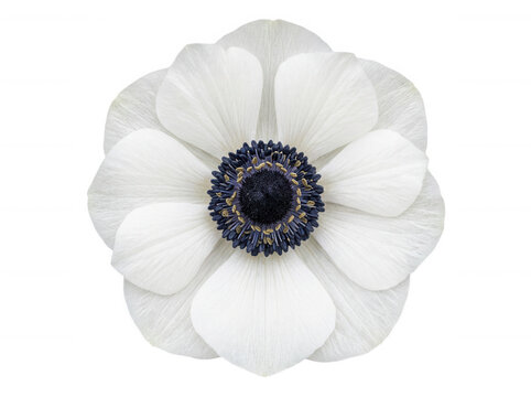 Elegant white anemone flower isolated on transparent background