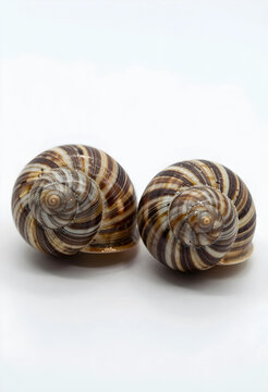 Two brown and white striped snail shells with spiral patterns, natural mollusk anatomy, isolated on a clean white background