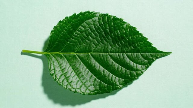 Close up view of a vibrant green leaf with textured veins lying on a pastel green surface