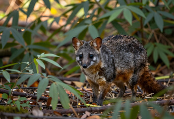 Obraz premium Island fox in natural habitat, wildlife conservation and biodiversity, endangered species in forest environment