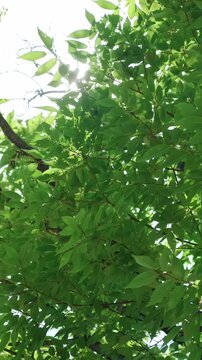 逆光の太陽光が葉っぱの間から差し込む夏の自然風景　縦型動画