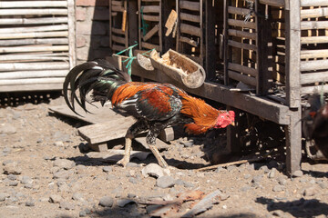 a rooster playing around near its coop on a bright sunny day © Bunayardi