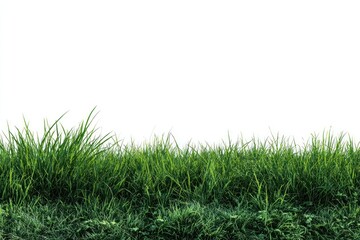 Fototapeta premium Lush green grass landscape background.