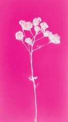 Obraz premium Minimalist floral silhouette on vibrant pink, perfect for mobile wallpaper.