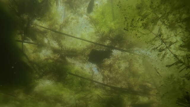 Panorama of dense spirogyra filamentous green algae mats and tangled hornwort aquatic plants forming a thick overgrown canopy just under the surface of a murky sunlit swamp, underwater shot