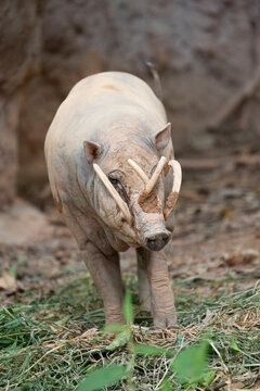 A front view of a male babirusa (Babyrousa), also known as a deer pig.
