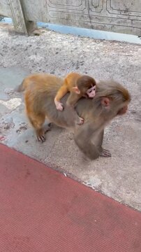 Mother macaque walking with her cute baby clinging onto her back during a sunny afternoon walk in this beautiful nature video footage showing the natural bond between animals in their wild habitat