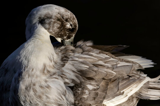 Close-up pale gray domestic duck preening plumage resting on calm water at Kenneth Hahn State Recreation Area Los Angeles, California.