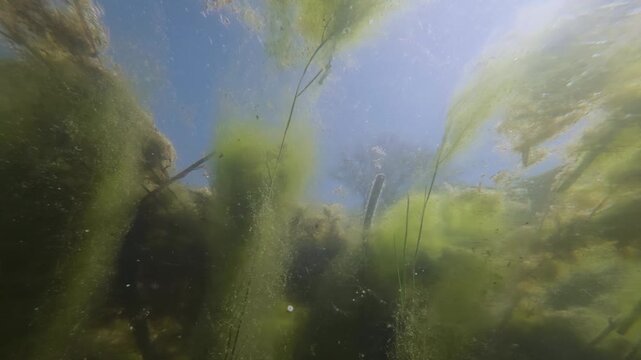 Dramatic underwater video of vertical pillars of green spirogyra filamentous algae and submerged hornwort weeds rising towards sunlit surface in murky stagnant wetland swamp against blue sky, panorama