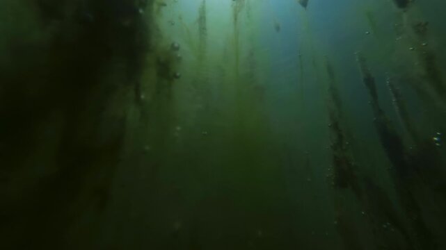 Underwater panorama, looking up at thin, vertical strands of green filamentous algae with covered with pond scum and tiny gas bubbles, suspended in the deep, dark freshwater environment of swamp