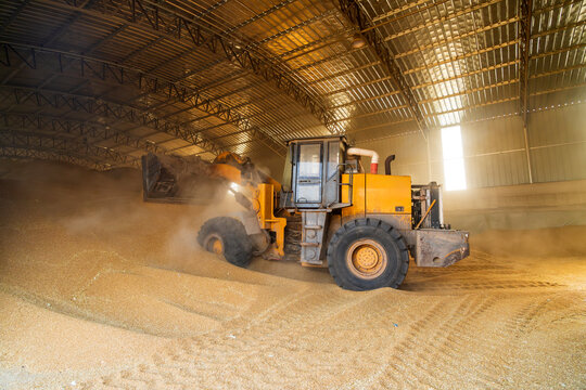 The farmers use a loader to pile up the mature wheat.
