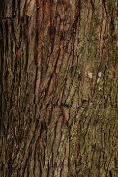 Close-up shot of an aesthetic pettern of tree bark texture with subtle cracks and distressed surface, suitable for nature-themed content backdrop or wallpapers. 