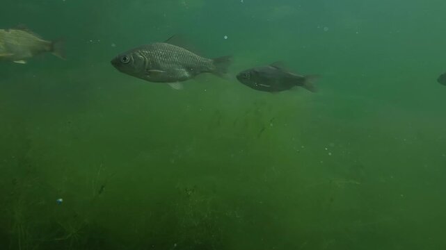 Crucian carp (Carassius carassius) swims in murky green water of marsh, surrounded by underwater hornwort (Ceratophyllum) plants and filamentous algae (Spirogyra) in this natural freshwater ecosystem