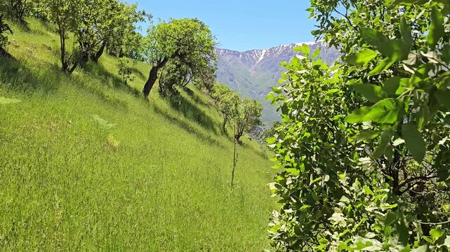 Trail winds through a lush green mountainside dotted with trees, leading toward jagged snow-capped peaks under a bright spring sky
📍 Hawraman Takht, Kurdistan, Iran 