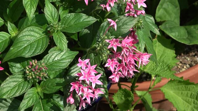 Close-up of Blooming Pink Pentas Flowers (Egyptian Starcluster) in Sunlight