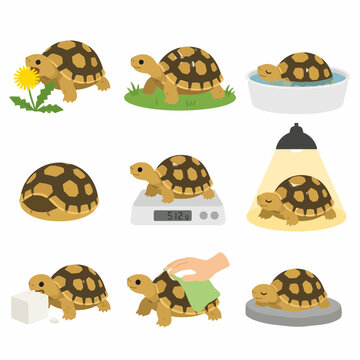 Vector illustration set of pet tortoise care activities featuring a turtle eating a dandelion, walking on grass, bathing, basking under a lamp, being weighed, and shell maintenance.