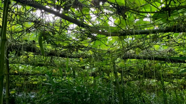 Lush vegetable garden with hanging green gourds on trellis gourd farming agriculture foliage vine