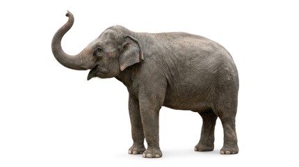 Obraz premium asian elephant lifting its trunk on isolated white background space