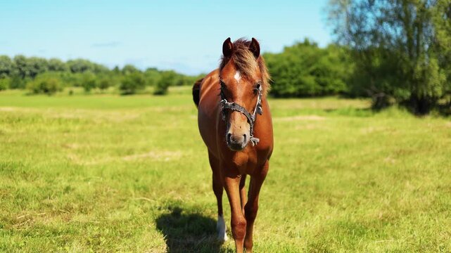 Horse walking in a field during sunny day with clear blue sky