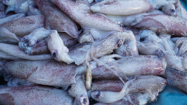 fresh squid caught by fishermen