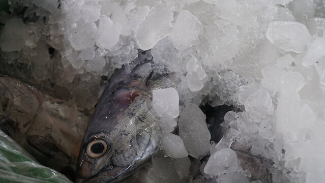 traditional process of freezing fish