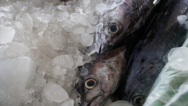 traditional process of freezing fish