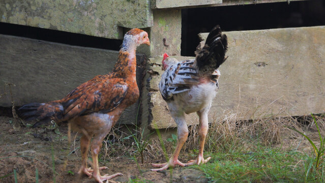 Two Free Range Chickens Standing Outside a Rustic Wooden Coop