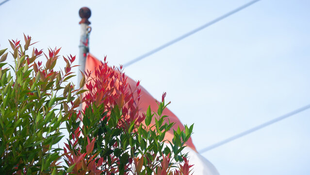 Red Tip Leaves with Blurred National Flag and Blue Sky