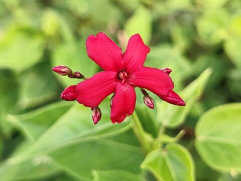 Spicy Jatropha ( integerrima), also known as Peregrina.
Beautiful Jatropha or spicy Jatropha, species of flowering plant in spurge family.
Red flowers tulips of Jatropha integerrima.