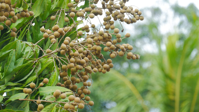 Fresh Clusters of Longan Fruit Hanging on a Tropical Tree Branch