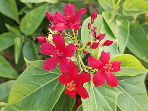 Spicy Jatropha ( integerrima), also known as Peregrina.
Beautiful Jatropha or spicy Jatropha, species of flowering plant in spurge family.
Red flowers tulips of Jatropha integerrima.