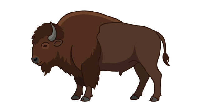 Majestic American Bison Buffalo Standing Side View Wildlife Animal Illustration Isolated on White Background