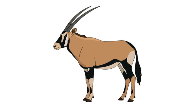 African Gemsbok Oryx Antelope Standing Side View Isolated on White Background for Wildlife Safari Nature Theme